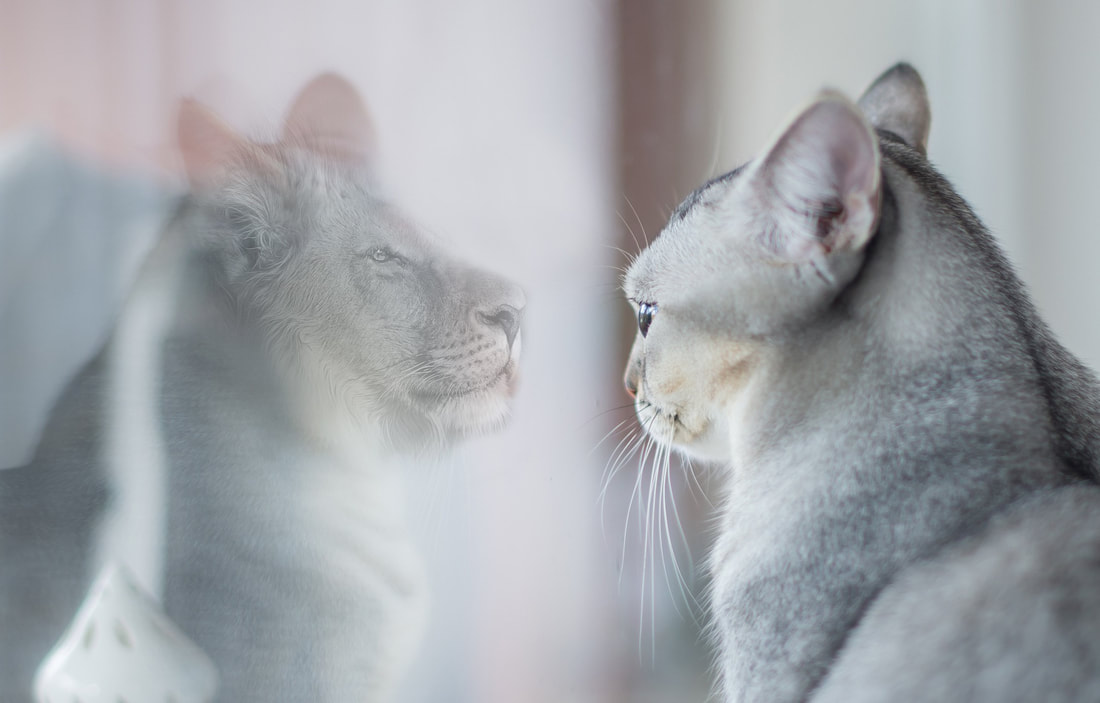 House cat looking at their reflection and seeing a lion.