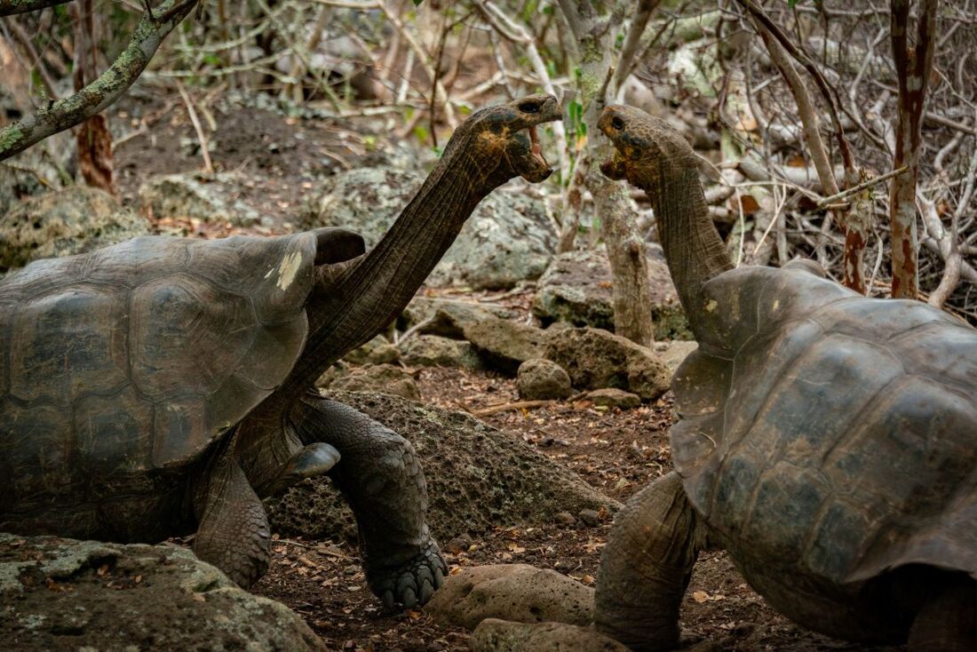 Two long-necked tortoises getting ready to fight